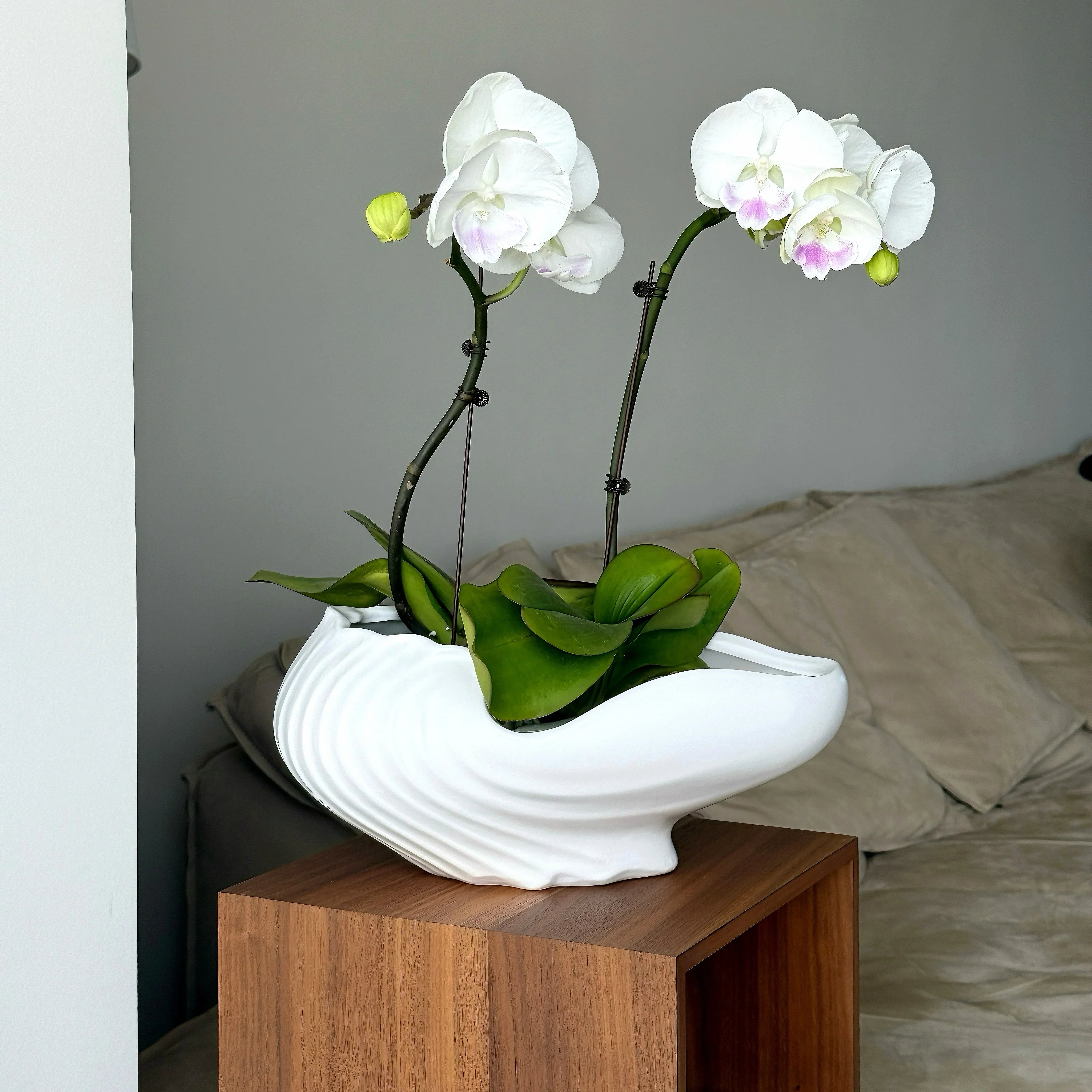 Ceramic Shell Flowerpot by Afralia™: Stylish Vase for Garden & Home Decor