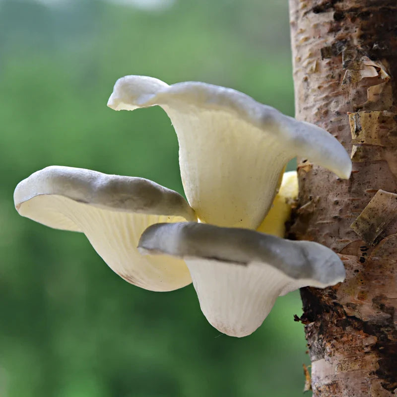 Afralia™ Artificial Mushroom Fungus Hanging Tree Decor for Outdoor Gardens