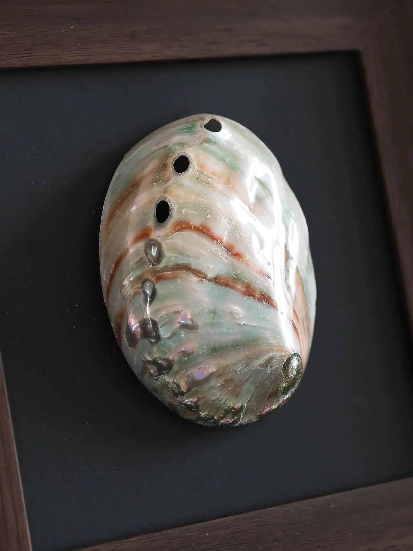 Afralia™ Conch Shell Decorative Painting Frame Pendant Wall Ornaments