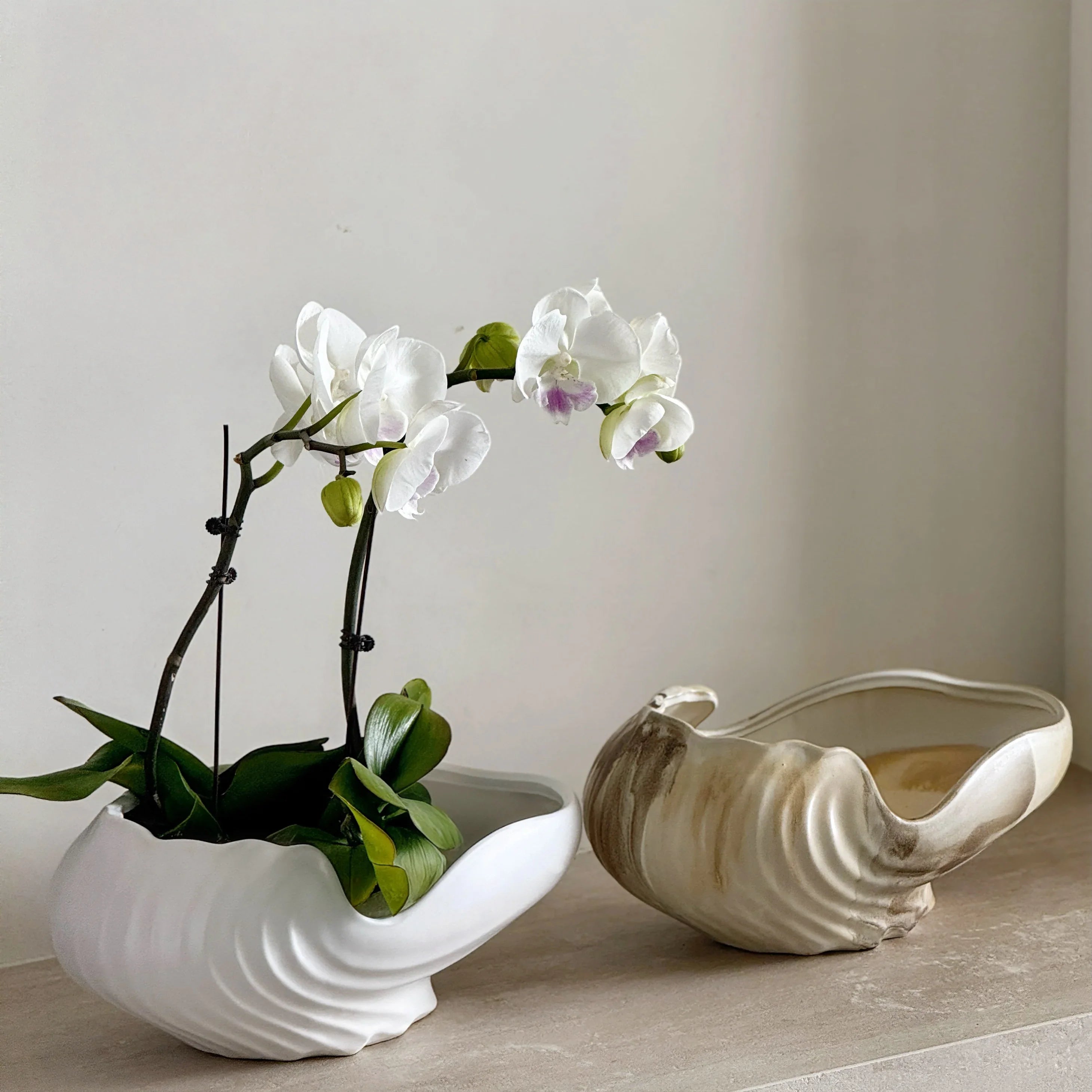 Ceramic Shell Flowerpot by Afralia™: Stylish Vase for Garden & Home Decor
